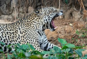 wildlife 2