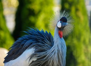 wildlife 3