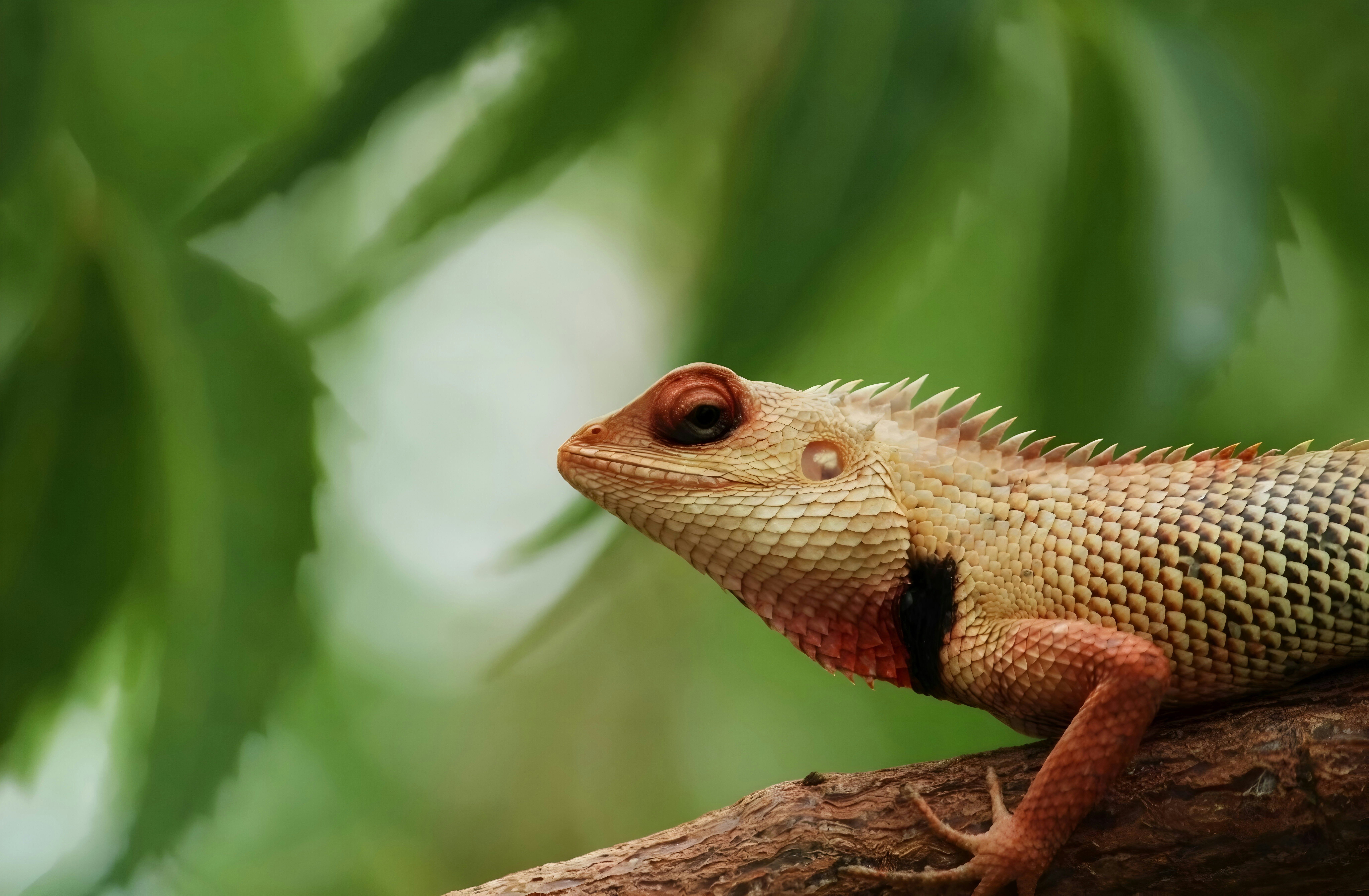 wildlife 6
